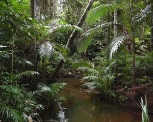 Littoral rainforest in north Queensland, Australia